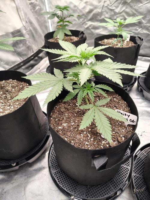 Fruity Pebbles OG. Week 4