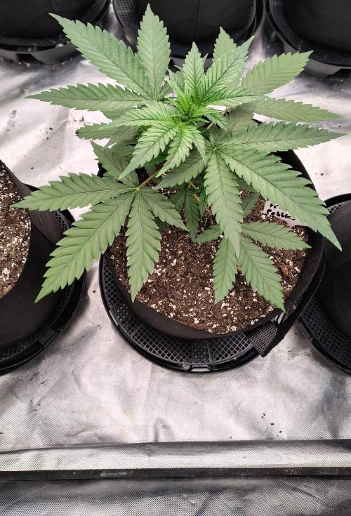 Fruity Pebbles OG. Week 4