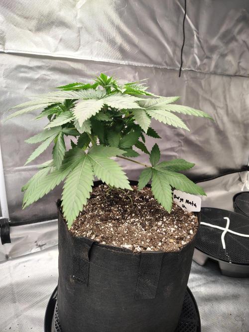 Durga Mata. Week 4