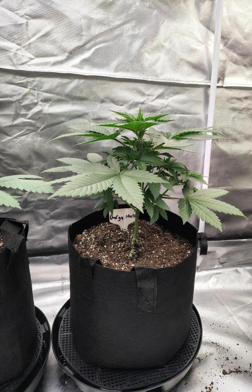 Durga Mata. Week 4