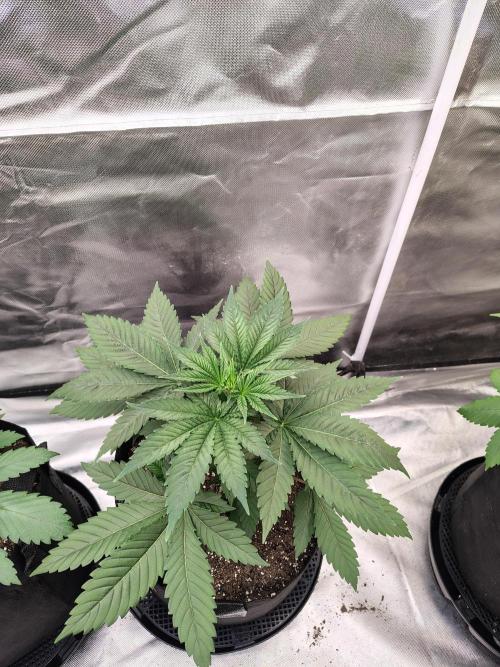 Durga Mata. Week 4