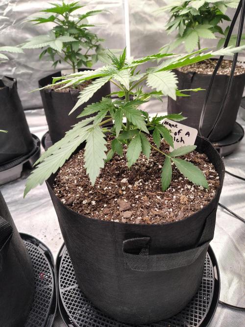 Son of a Mich. Week 3