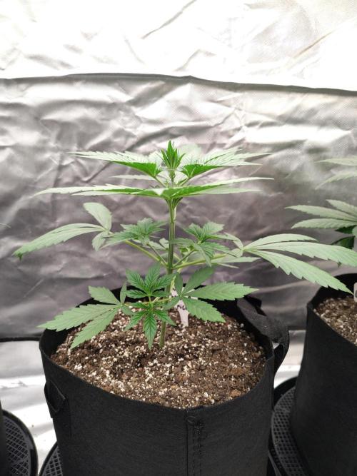 Son of a Mich. Week 3