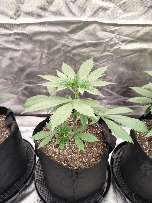 Son of a Mich. Week 3