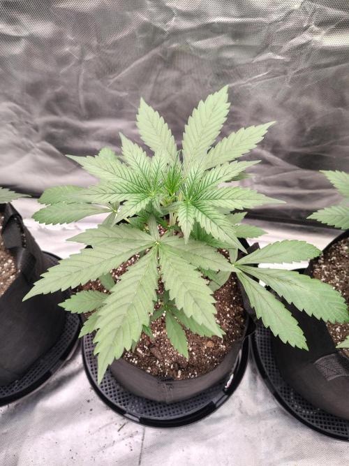 Son of a Mich. Week 3