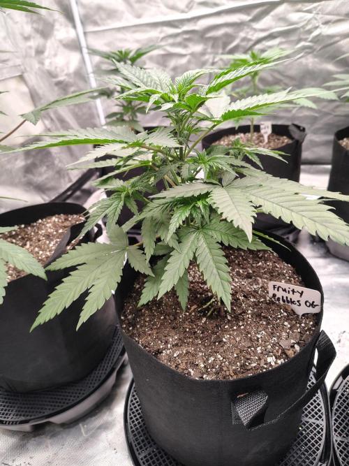Fruity Pebbles OG. Week 4