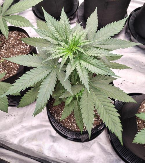 Fruity Pebbles OG. Week 4