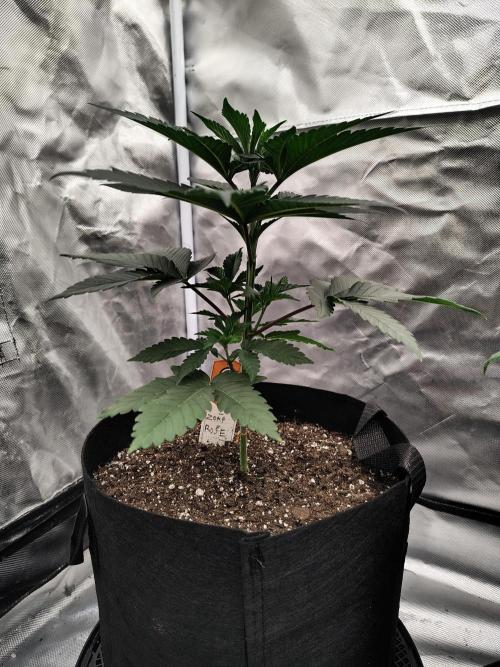 Zoap Rose. Week 4