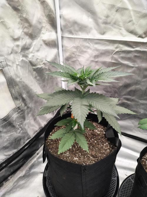 Zoap Rose. Week 4