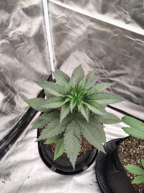 Zoap Rose. Week 4