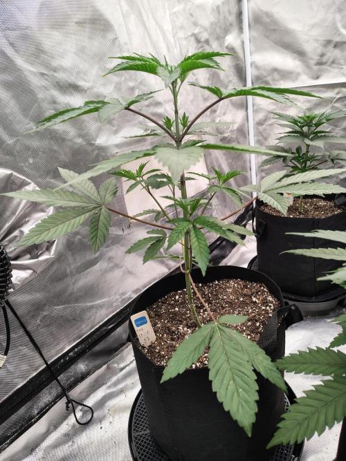 The Spice F3. Week 4
