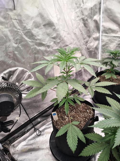 The Spice F3. Week 4