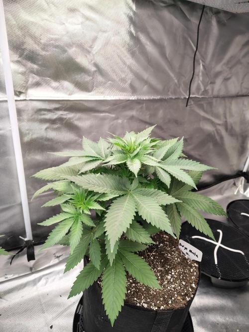 Durga Mata. Week 5