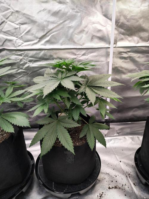 Durga Mata. Week 5
