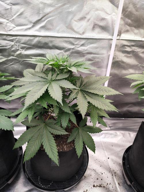 Durga Mata. Week 5