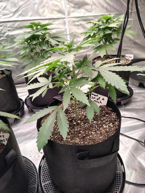 Son of a Mich. Week 3