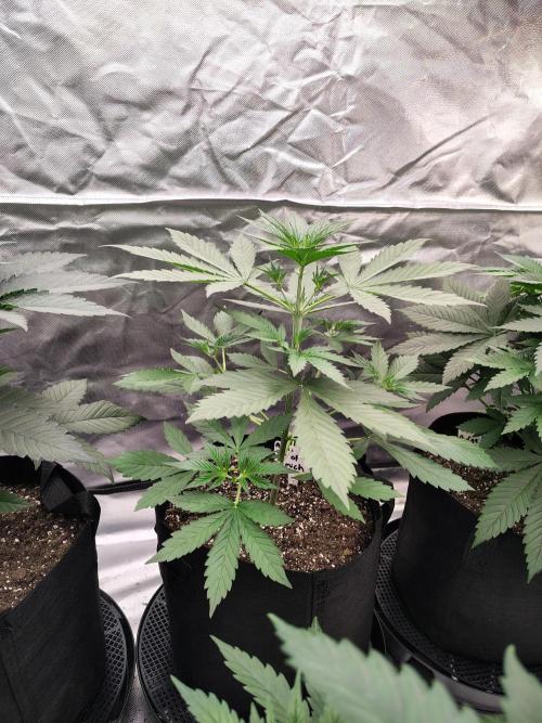 Son of a Mich. Week 3