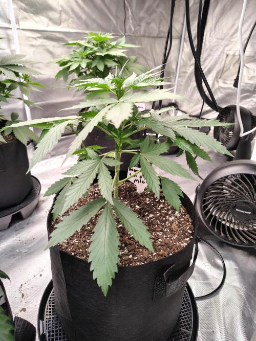 Son of a Mich. Week 3