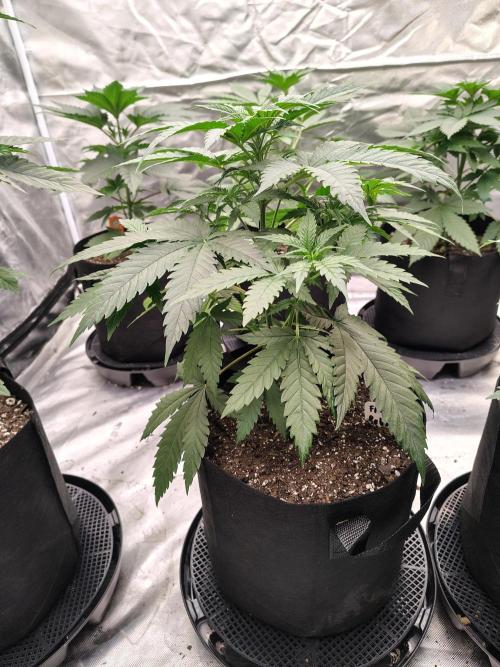 Fruity Pebbles OG. Week 5