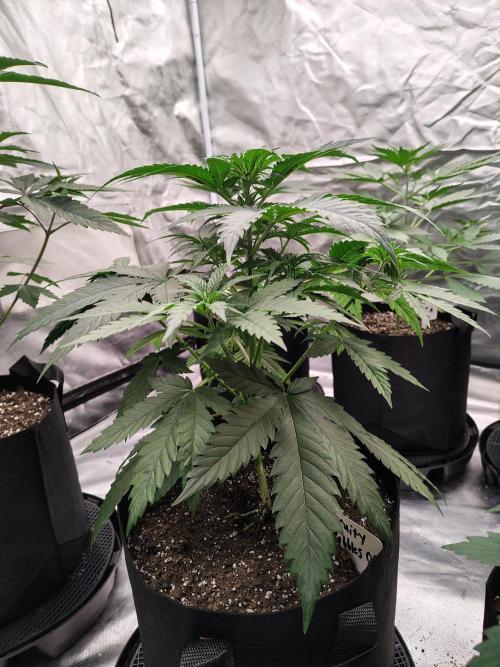 Fruity Pebbles OG. Week 5