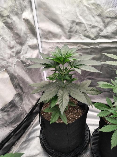 Zoap Rose. Week 5
