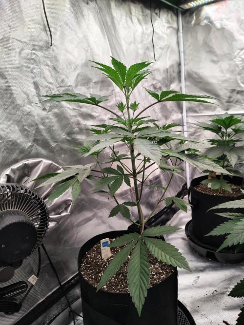 The Spice F3. Week 5