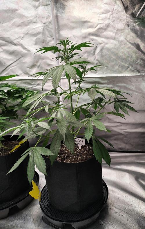 Son of a Mich. Week 4