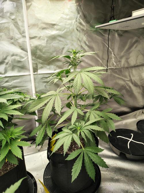 Son of a Mich. Week 4