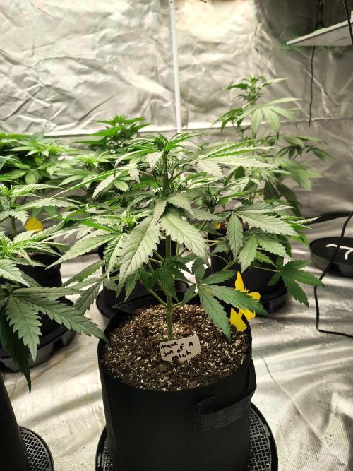 Son of a Mich. Week 4