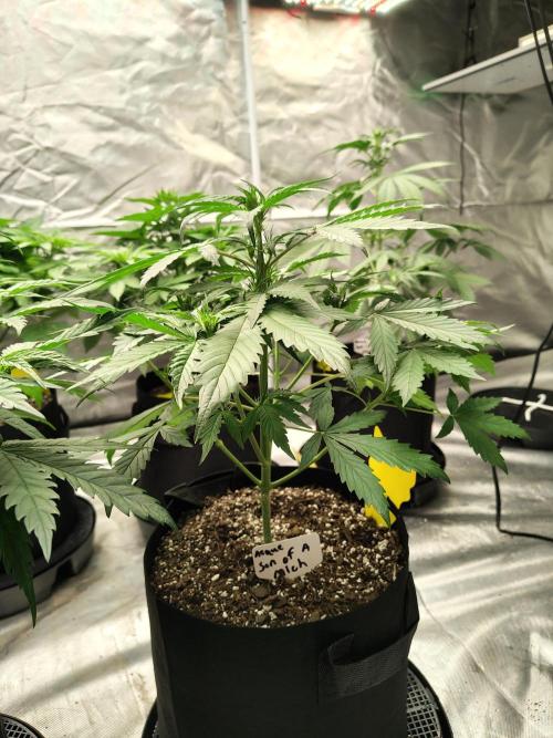 Son of a Mich. Week 4