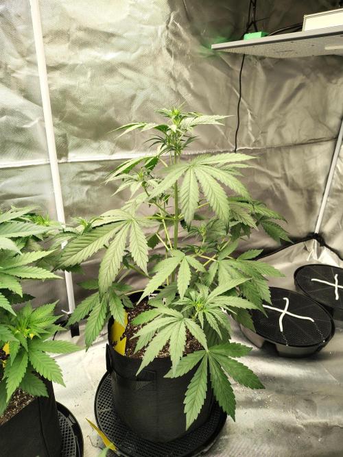 Son of a Mich. Week 4