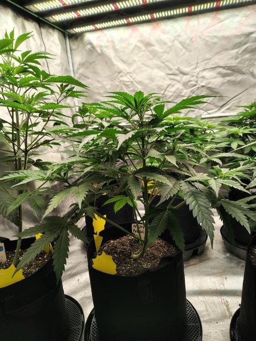 Fruity Pebbles OG. Week 5