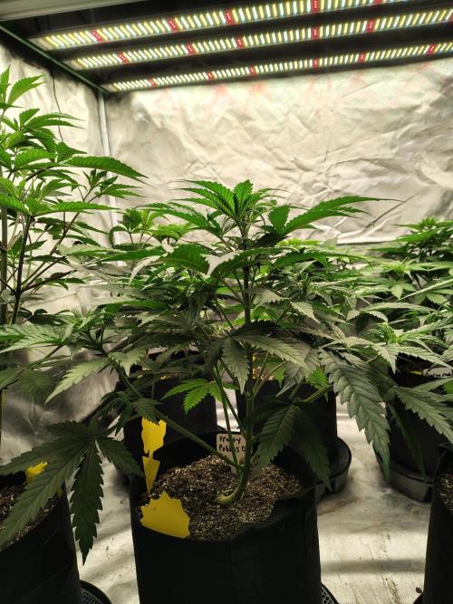 Fruity Pebbles OG. Week 5