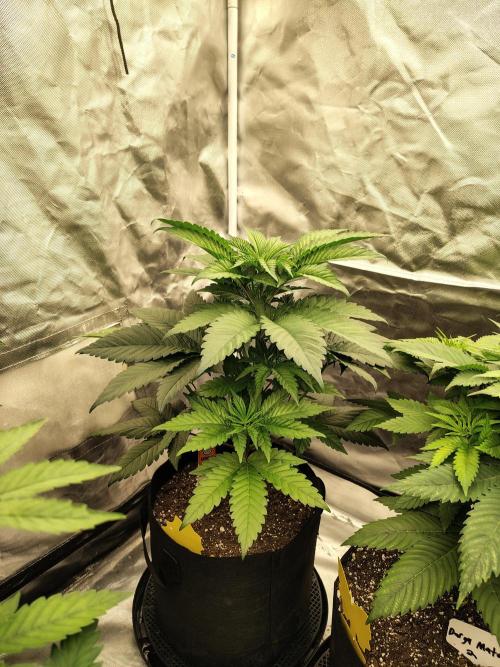 Zoap Rose. Week 5