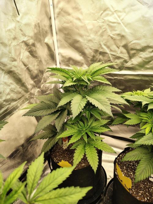 Zoap Rose. Week 5