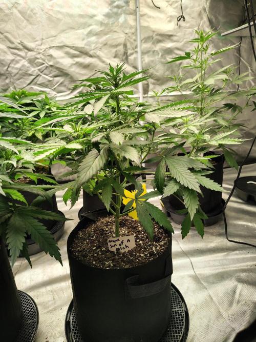 Son of a Mich. Week 4