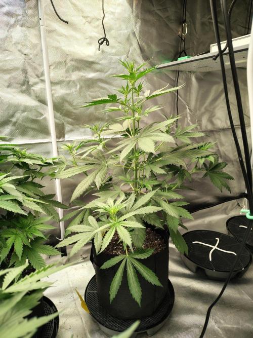 Son of a Mich. Week 4