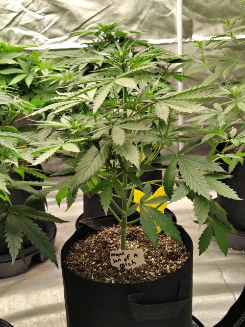 Son of a Mich. Week 4