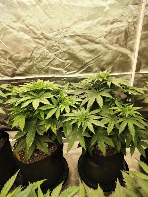 Durga Mata. Week 6