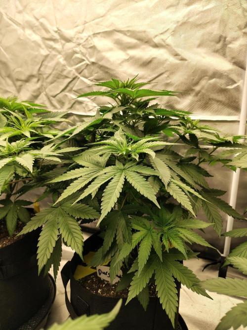 Durga Mata. Week 6
