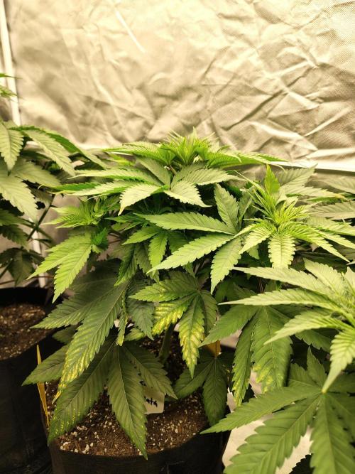 Durga Mata. Week 6