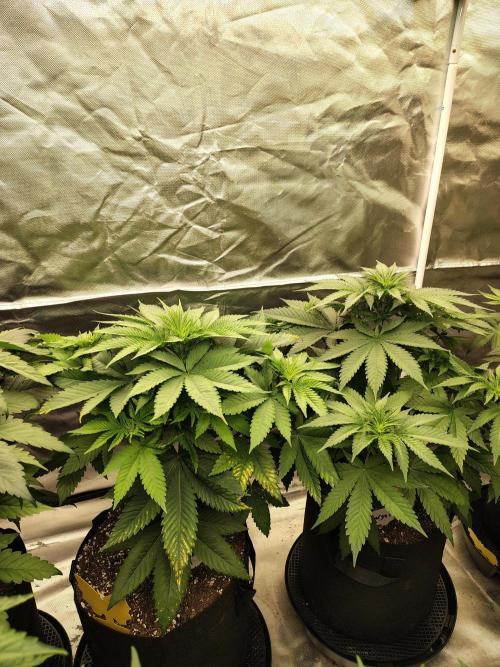 Durga Mata. Week 6