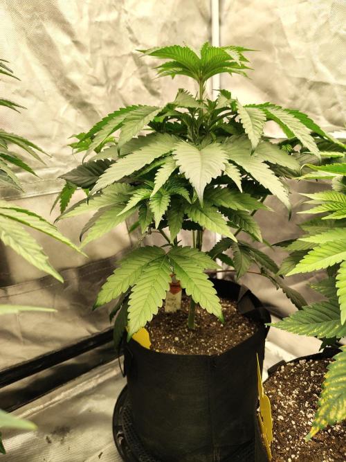 Zoap Rose. Week 6