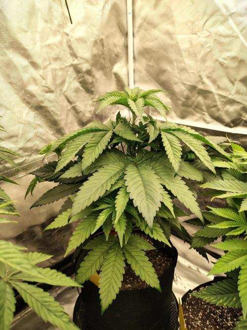 Zoap Rose. Week 6