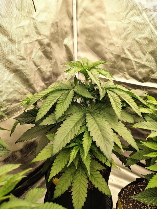 Zoap Rose. Week 6