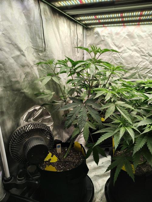 The Spice F3. Week 6