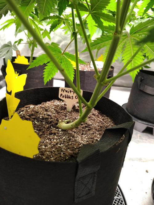 Fruity Pebbles OG. Week 6