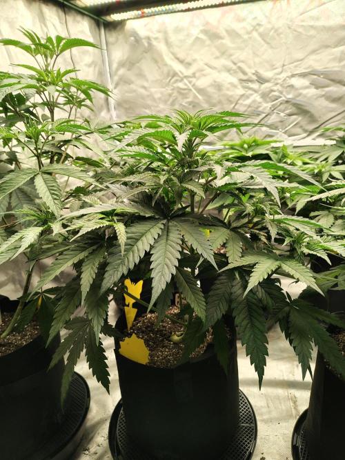 Fruity Pebbles OG. Week 6