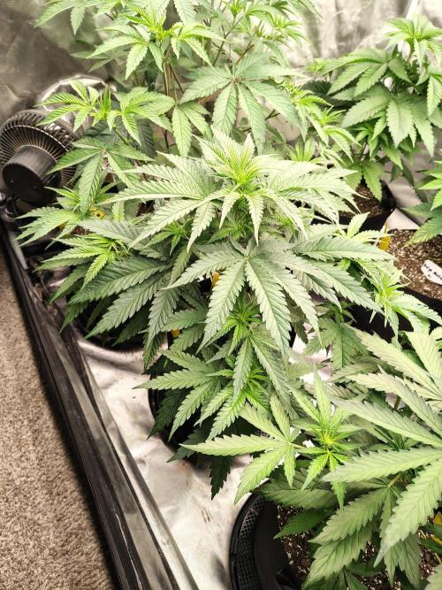 Fruity Pebbles OG. Week 6