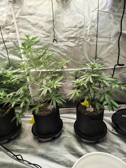 Son of a Mich. Week 4